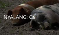 NYALANG: Cahaya Keagungan Alam