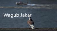 Wagub Jakarta Rano Karno Minta Warga Waspadai DBD